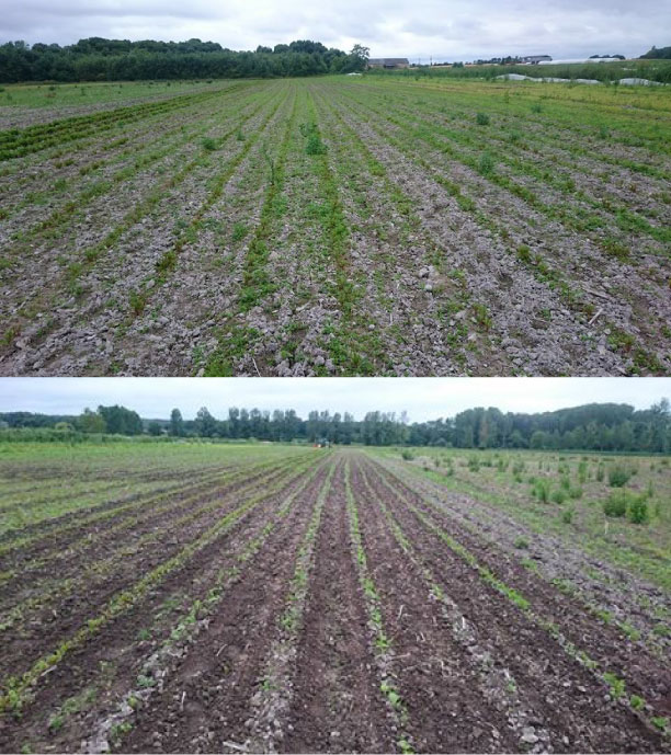 before and after the Oz agricultural robot