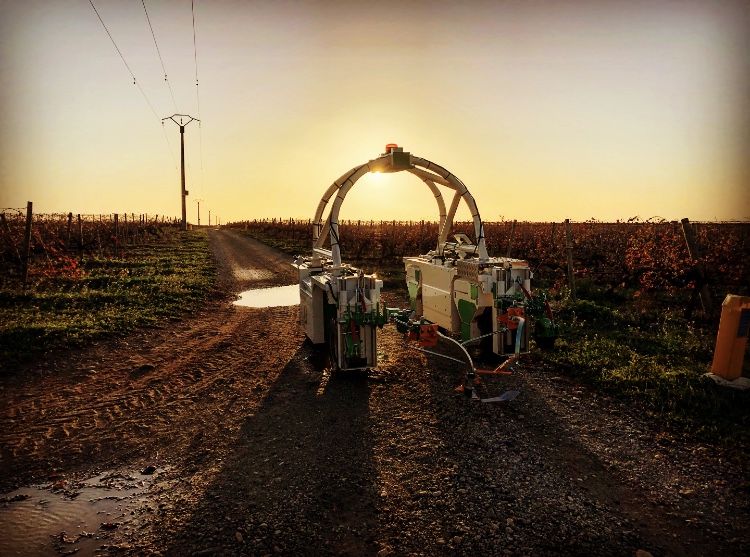 vine weeding robot