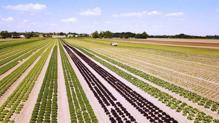 Dino confirme ses atouts chez FOUCHER