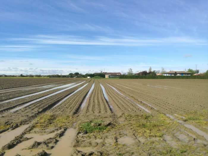 naio printemps désherbage