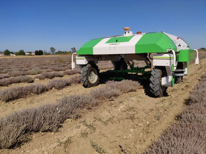 Dino Désherbage PPAM Thym